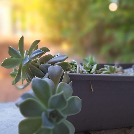 T2 De 45 M2 Sur Porticcio Avec Jardin Daire Dış mekan fotoğraf