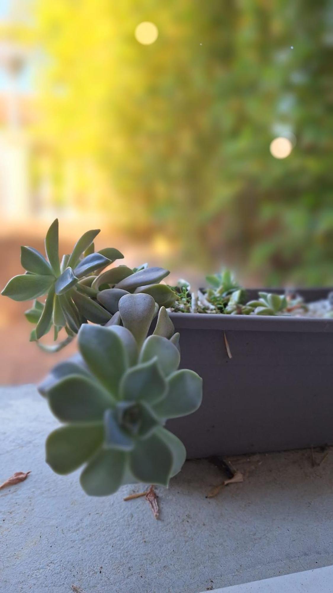 T2 De 45 M2 Sur Porticcio Avec Jardin Daire Dış mekan fotoğraf